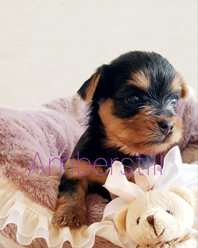 Amberstill - Chiot disponible  - Yorkshire Terrier