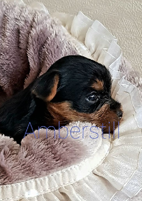 Amberstill - Yorkshire Terrier - Portée née le 17/03/2024