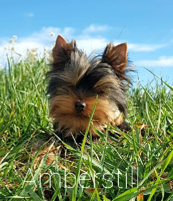 Amberstill - Yorkshire Terrier - Portée née le 05/10/2023