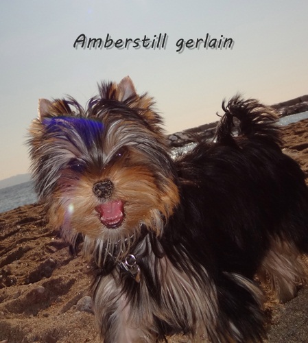 Amberstill Guerlain
