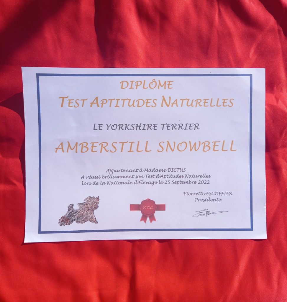 Amberstill Snowbell