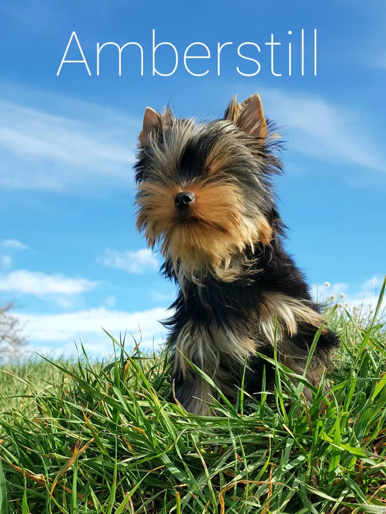 Amberstill - Chiot disponible  - Yorkshire Terrier