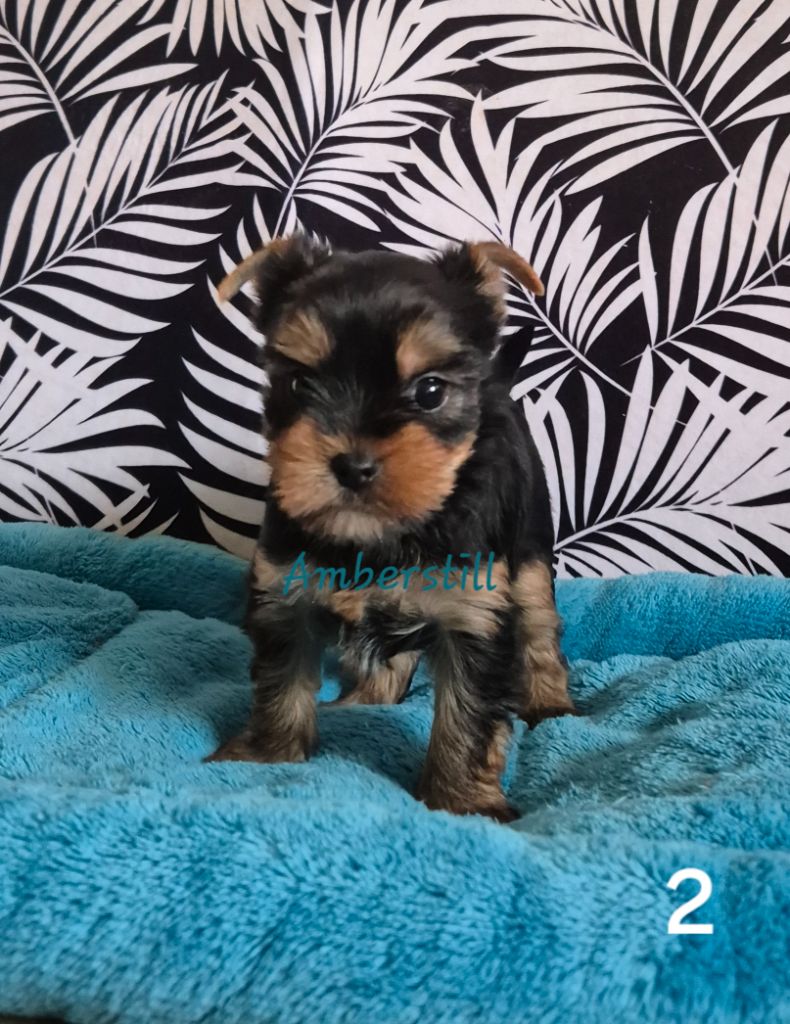 Amberstill - Chiot disponible  - Yorkshire Terrier