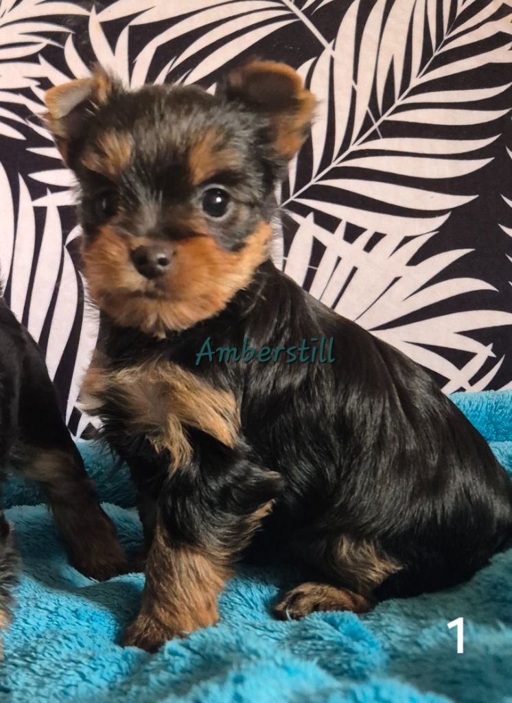 Amberstill - Chiot disponible  - Yorkshire Terrier