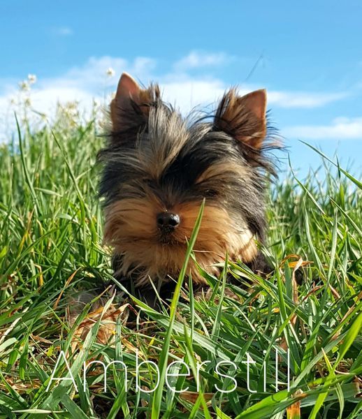 chiot Yorkshire Terrier Amberstill